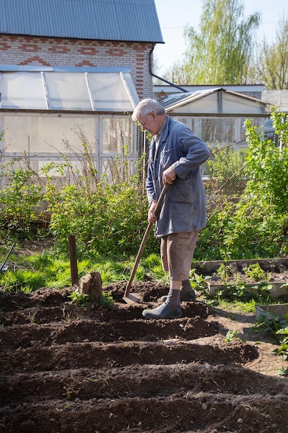 Jardineiro sênior está plantando batatas