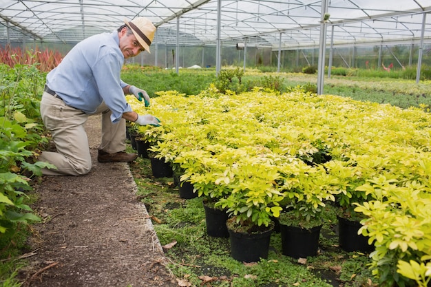 Jardineiro, spading, plantas