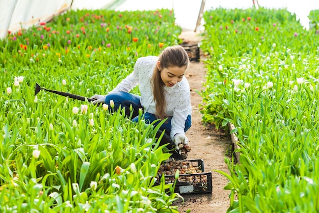 Jardineiro trabalha com bulbos de tulipas amarelas na estufa