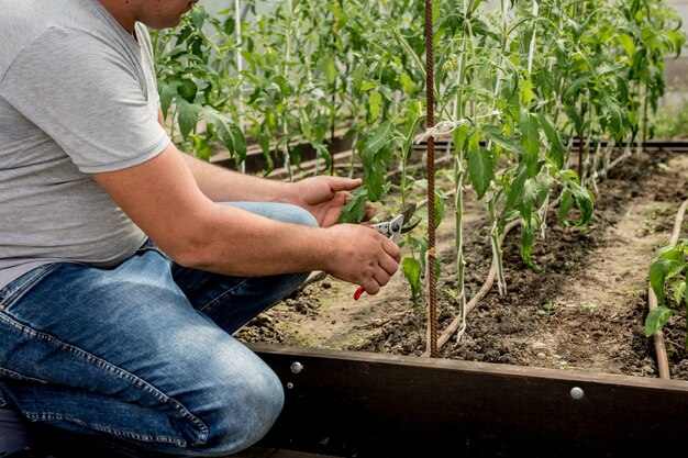 Jardineiro trabalhando em uma estufa