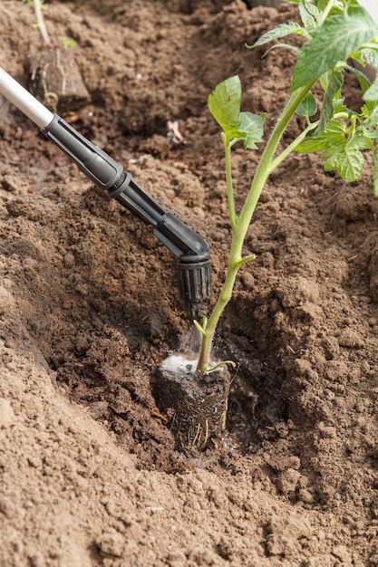 Jardineiro tratando raízes de mudas de tomate de doenças e pragas antes de plantar no solo