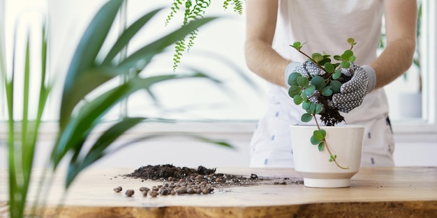 Jardineiros de homem transplantando plantas em vasos de cerâmica na mesa de madeira de design. Conceito de jardim em casa. Tempo de primavera. Interior elegante com muitas plantas. Cuidando das plantas da casa. Modelo.