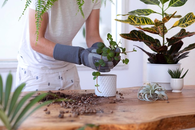 Jardineiros de mulheres transplantando plantas em vasos de cerâmica na mesa de madeira de design Modelo