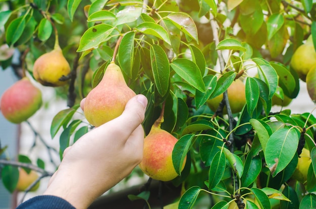 Foto jardiner cosechando peras en el jardín en un día soleado cosecha verduras saludables de otoño