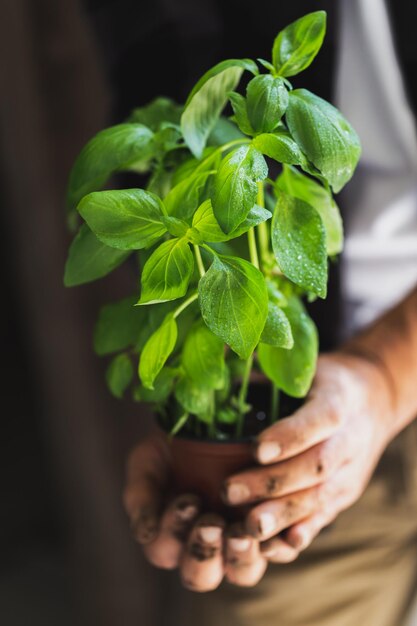 Foto jardiner con una olla de albahaca