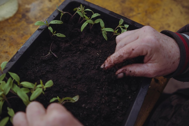 Jardiner plantando plántulas en una bandeja de plástico negra en casa