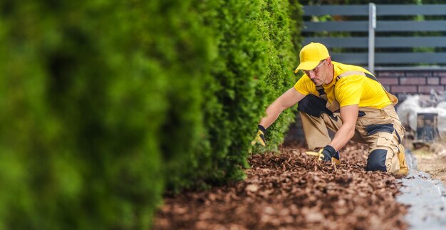 Jardiner profesional caucásico que cuida el mantillo del jardín bajo una fila de tujas plantadas a lo largo de la valla Tema de jardinería de paisaje