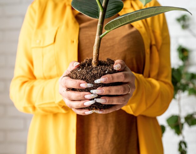 Jardiner en ropa amarilla cuidando de las plantas trasplantando una planta joven de ficus