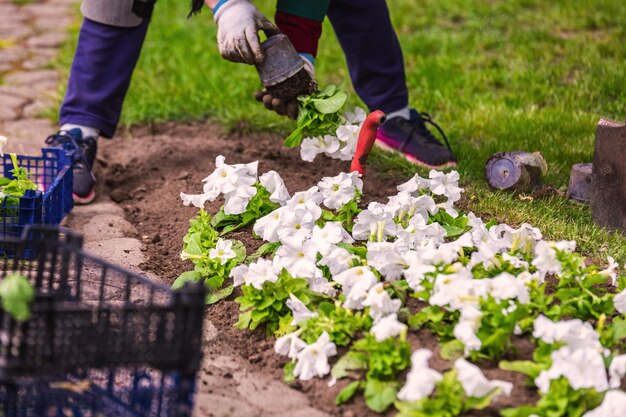 Foto jardiner trabaja en un jardín botánico de la ciudad de minsk bielorrusia primavera en minsk florecimiento de lilas y castañas caminar por la ciudad