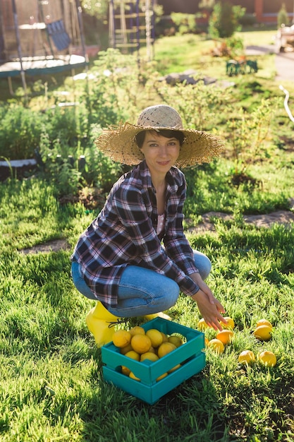 Una jardinera bastante joven con sombrero recoge limones en una canasta en su huerto en un día soleado de verano Concepto de jardinería y agricultura