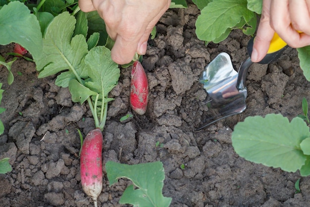 La jardinera está desenterrando rábanos rojos maduros en el jardín usando una paleta de mano pequeña