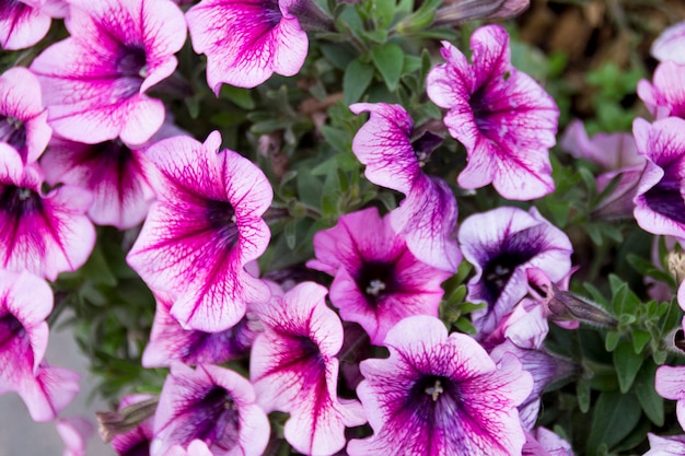 Jardinera con flores de petunia