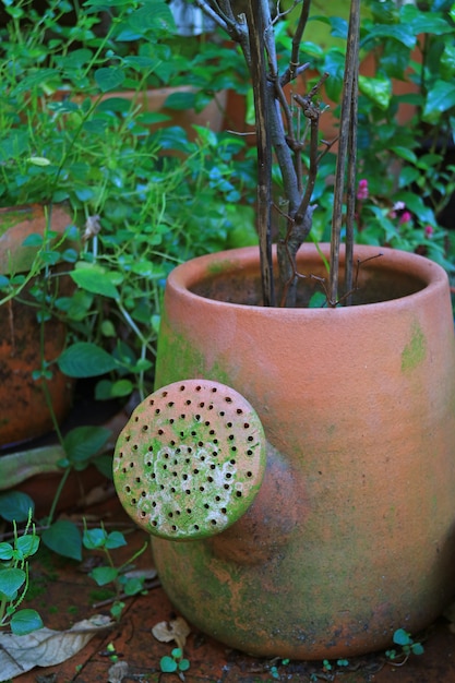 Jardinera en forma de regadera de terracota entre follaje verde vibrante