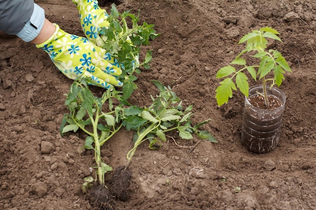 La jardinera con guantes está plantando plántulas de tomate en el jardín