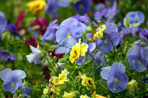 Jardinera con pensamientos de diferentes flores.