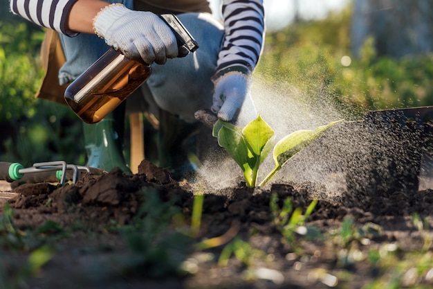 Una jardinera rocía una planta con un rociador de agua en el jardín