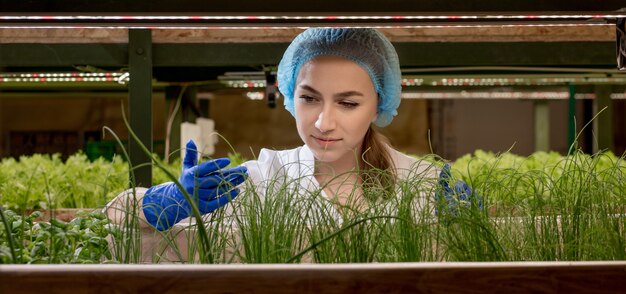 Las jardineras mantienen la vegetación en la granja hidropónica y observan la vegetación de crecimiento meticulosamente antes de entregarla al cliente. vegetación hidropónica que crece en una granja hidropónica.