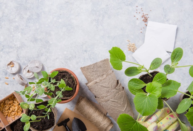 Jardinería agrícola. Plántulas de pepino y pera en maceta de turba con suelo disperso y herramienta de jardín. Set para crecer en superficie de hormigón.