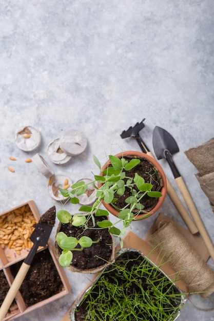 Jardinería agrícola. Plántulas de pepino y pera en maceta de turba con suelo disperso y herramienta de jardín. Set para crecer en superficie de hormigón.