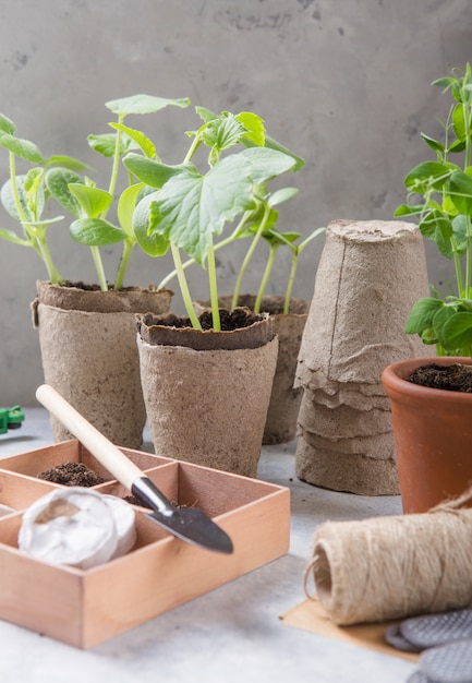 Jardinería agrícola. Plántulas de pepino y pera en maceta de turba con suelo disperso y herramienta de jardín. Set para crecer en superficie de hormigón.
