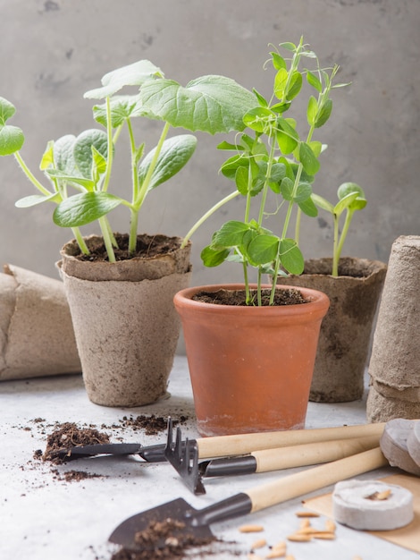 Jardinería agrícola. Plántulas de pepino y pera en maceta de turba con suelo disperso y herramienta de jardín. Set para crecer en superficie de hormigón.