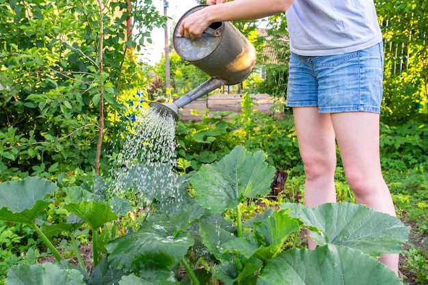 Jardinería agricultura concepto jardinero manos sosteniendo regadera y riego planta de riego woma