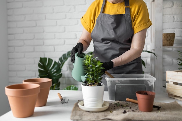 Jardinería casa closeup hembra replantar y regar la planta verde de la regadera en casa en maceta g