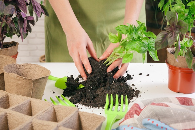 Jardinería en casa. Manos de mujer con mesa de brotes