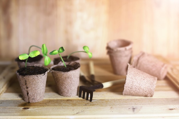 Jardinería en casa mesa de brotes de mano