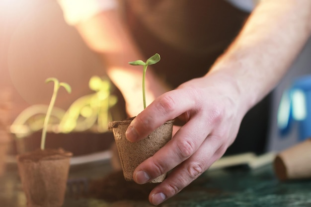 Jardinería en casa mesa de brotes a mano