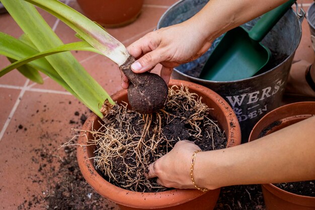 Jardinería casera Niña enraizando la planta de su maceta