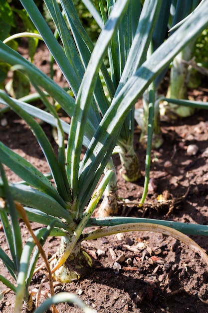 Jardinería comunitaria en comunidad urbana.