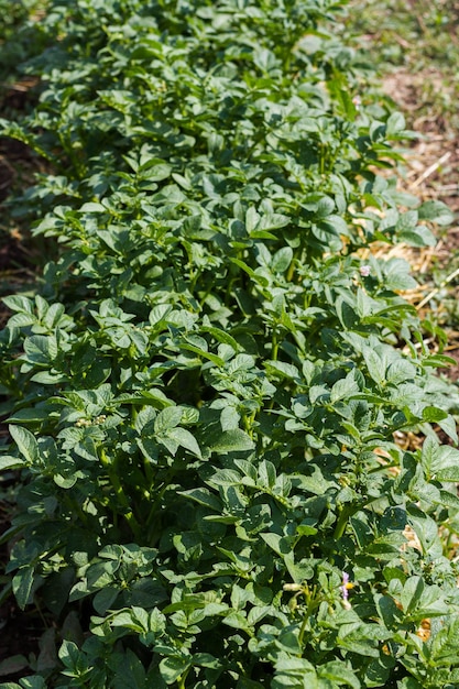 Jardinería comunitaria en comunidad urbana.