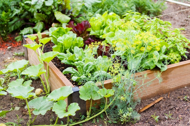 Jardinería comunitaria en comunidad urbana.