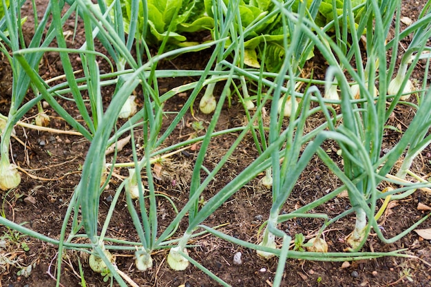 Jardinería comunitaria en comunidad urbana.