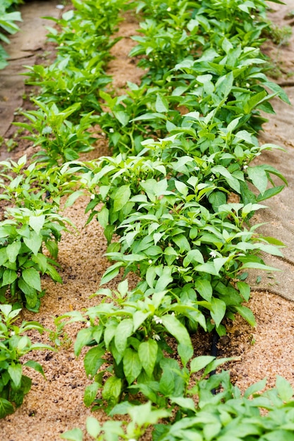 Jardinería comunitaria en comunidad urbana.