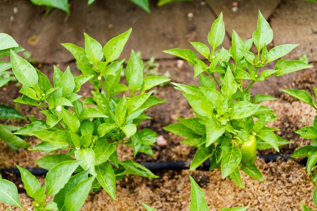 Jardinería comunitaria en comunidad urbana.