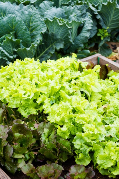 Jardinería comunitaria en comunidad urbana.