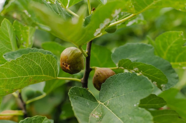 Jardinería creciendo higos dulces maduros en un árbol con hojas dañadas