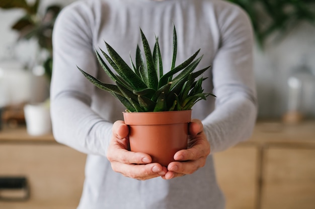 Jardinería doméstica. Concepto de naturaleza y cuidado. Hombre sujetando suculentas plantas caseras.