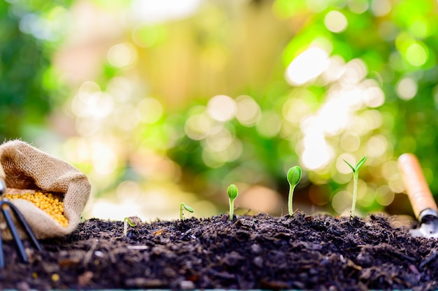 Jardinería doméstica cuando se bloquea y se pone en cuarentena. Plantación de árboles en el jardín botánico durante la crisis del virus Corona. Quédese en casa para relajarse y distanciarse socialmente.