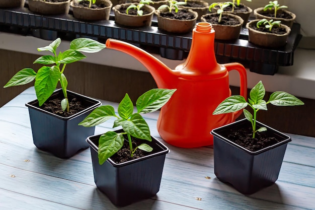 Jardinería doméstica cuidando plántulas de pimiento y tomate regando plantas