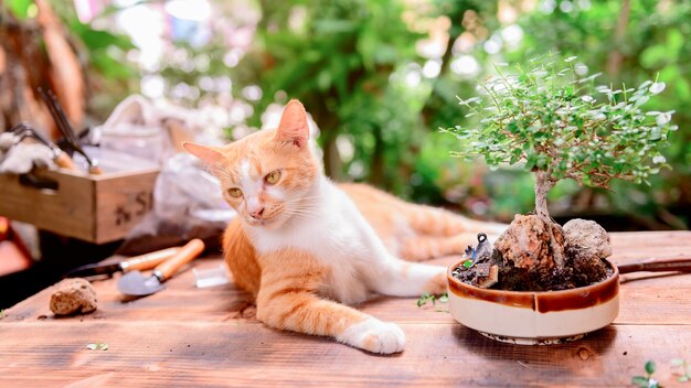 Jardinería doméstica con gato cuando se bloquea y se pone en cuarentena. Actividad recreativa en el jardín botánico durante la crisis del virus Corona. Quédese en casa para relajarse y distanciarse socialmente.