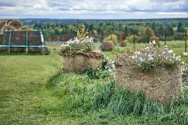 Jardinería con fardos de paja petunia flores que crecen en un fardo de paja  contra un cielo sombrío