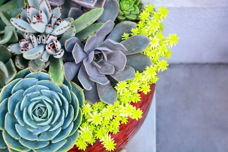 Foto jardinería floral, jardín en miniatura en cerámica, plantas suculentas