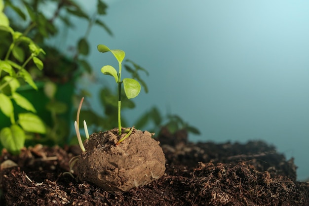 Jardinería de guerrilla Plantas que brotan de una bola de semillas Bombas de semillas sobre fondo azul Copiar espacio