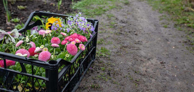 Foto jardinería orgánica con cuidado por el medio ambiente un pequeño jardinero trasplanta flores en el suelo