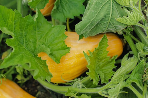 Jardinería pequeña calabaza naranja tirada en el primer plano del campo