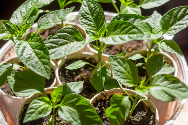 Jardinería plántulas jóvenes brotes de pimienta en tazas en el alféizar de la ventana