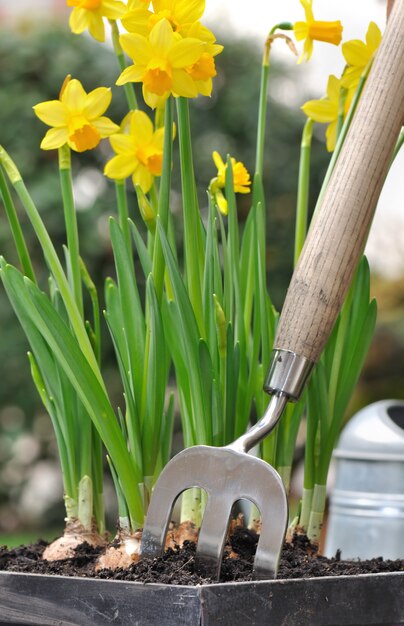 Jardinería de primavera